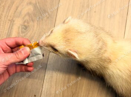 2 male ferrets