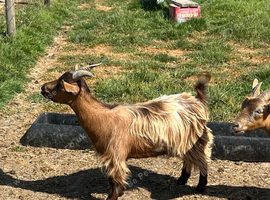 female pure pygmy goat