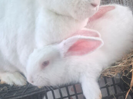 New zealand rabbits for sale