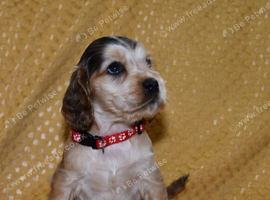 Beautiful Cocker Spaniel Puppies &ndash; Ready Now!