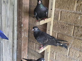 Pakistani high-flying pigeon