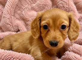 Litter of Miniature Dachshunds