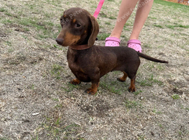 Beautiful Miniature dachshund girl