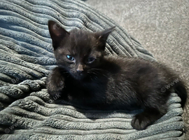 Two 9 week old bengal cross kittens