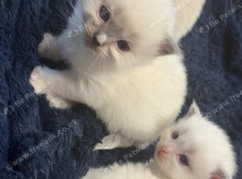 MALE RAGDOLL KITTENS