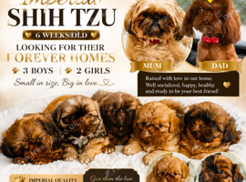Stunning Imperial Shihtzu Puppies