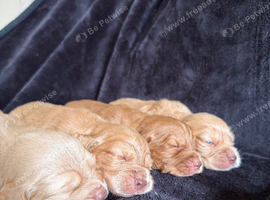 KC cocker spaniel puppies