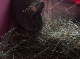 Netherland dwarf