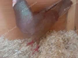Red male pigeon