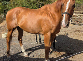 16.3 Chestnut Thoroughbred Mare
