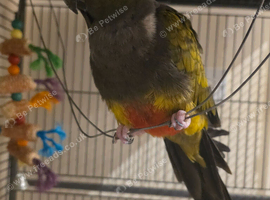 Patagonian conure