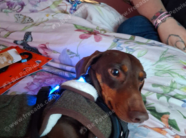 Wanted female mini dachound