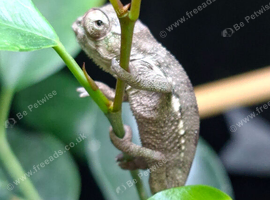 Baby Panther Chameleons