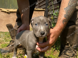 Beautiful Litter of 8 Week Old Lurcher Puppies