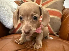 ADORABLE MINIATURE DACHSHUND PUPS