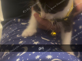 Girl kitten for sale Wrexham