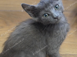 Grey Female Kitten (Based in Kent, please read full advert)