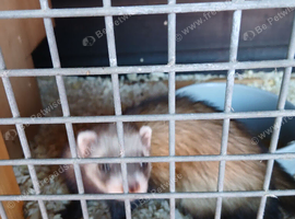 Polecat jill