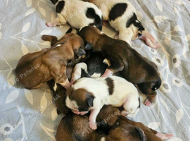 Lhasa apso puppys for sale