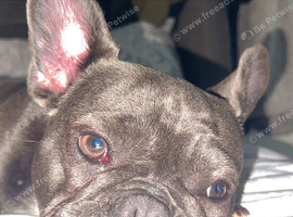 French bulldog