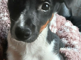 Jack Russell puppy