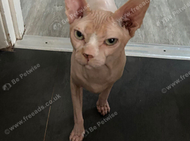 Male Canadian Sphynx