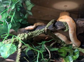 Sunglow Albino Boa