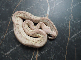 Pastel spotnose butter clown