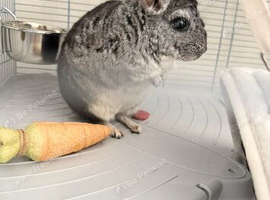 Chinchilla