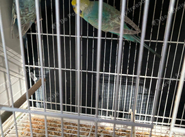 Rainbow budgies