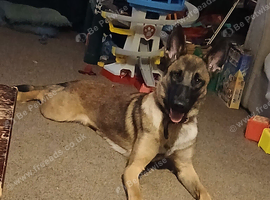Needing loving home.