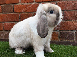 Pure breed mini lop bucks