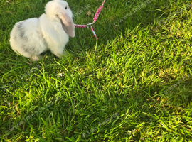 Male mini lop