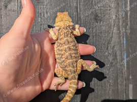 Baby bearded dragon