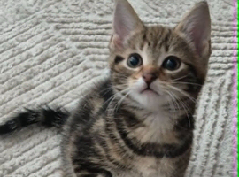 Half Bengal/half Tabby kittens