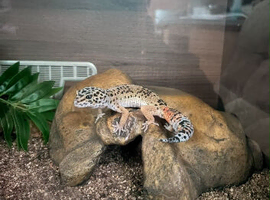 Male Leopard Gecko