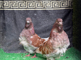 Chinese owls