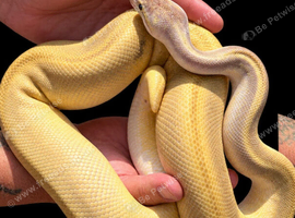 Champagne Royal Python