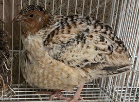 Japanese quails