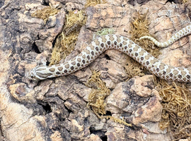 Western Hognose