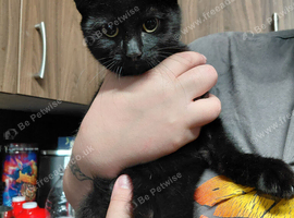 5 month old kitten male for rehoming