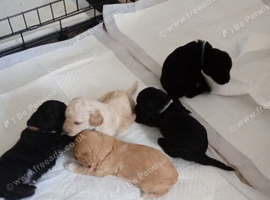 Cockapoo pups for sale