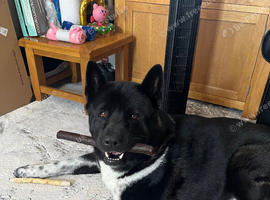 Male Akita