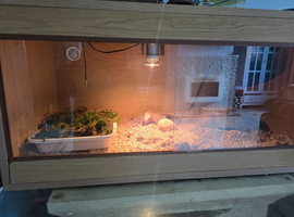 Sadly rehoming royal python