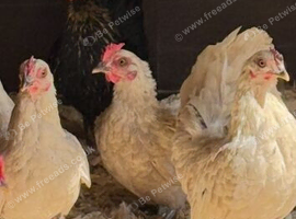 5 cross breed bantam hens