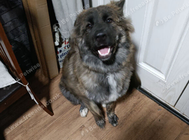 German shepherd/akita