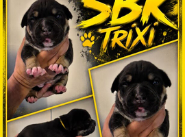 Stunning bulldog x classic bully