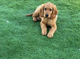 Gorgeous male cockapoo puppy available