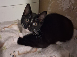 3 Beautiful Kittens for re homing