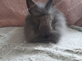 Double mane lionhead